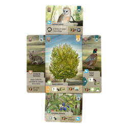 Forest Shuffle Dartmoor